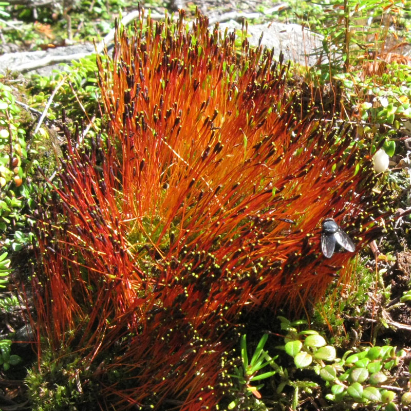 Tetraplodon mnioides